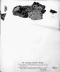 Acarospora molybdina image